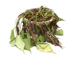 Signs of Overwatering/ Underwatering in Houseplants 