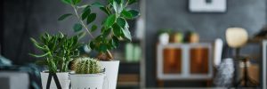 Houseplants for Sale in Middlebury, VT