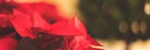 Christmas Poinsettias & Floral Arrangements in Middlebury, VT
