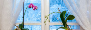 Houseplants & Winter Floral Arrangements in Middlebury, VT